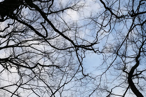 Árvore de ramo no jardim . — Fotografia de Stock