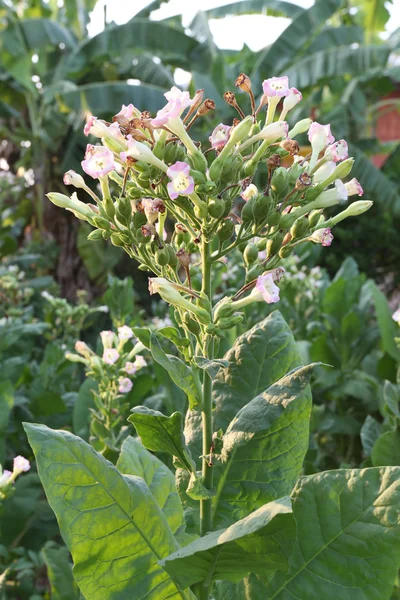 Tabakblatt auf der Plantage. — Stockfoto