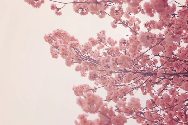Sakura nebo třešňový květ v barvě Vintage styl. — Stock fotografie