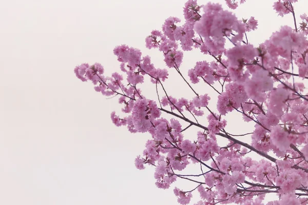 Sakura or cherry Blossom in color Vintage style. — Stock Photo, Image