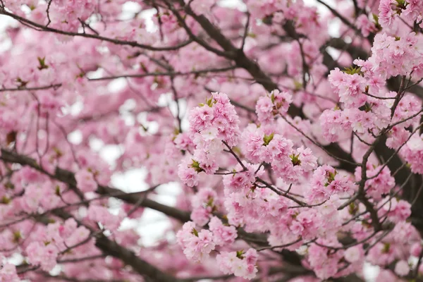 Cherry Blossoms or Pink Sakura. — Stock Photo, Image