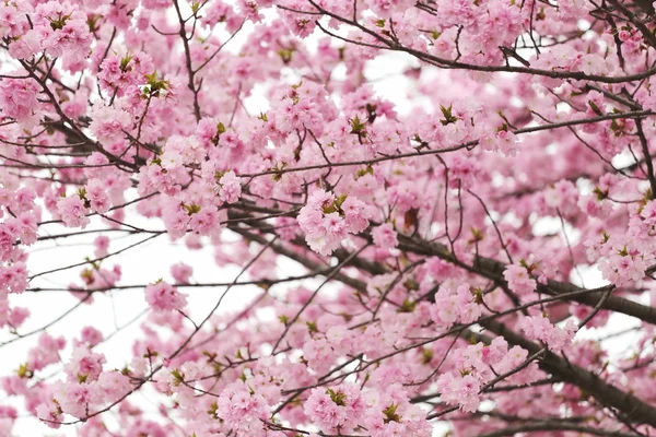Cherry Blossoms or Pink Sakura. — Stock Photo, Image