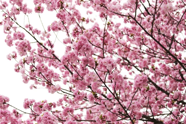 Flores de cerezo o rosa Sakura . — Foto de Stock