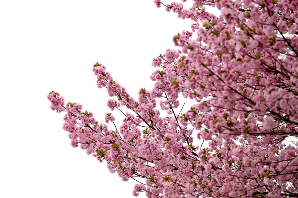 Cireșe flori sau roz Sakura . — Fotografie, imagine de stoc