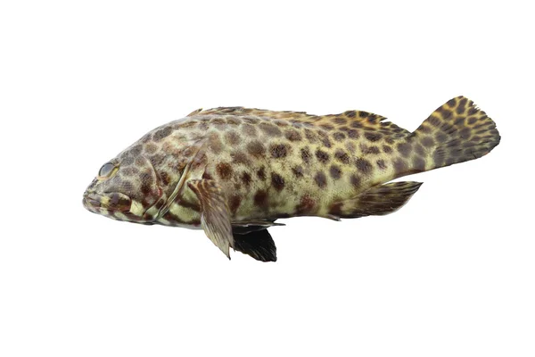 Grouper fish isolated on white background. — Stock Photo, Image