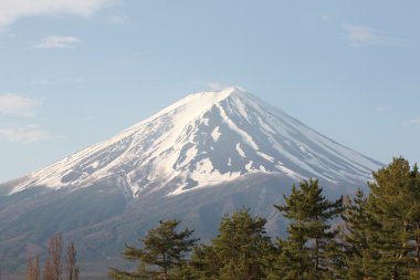 Fuji Dağı ve yeşil çam ağaçları.