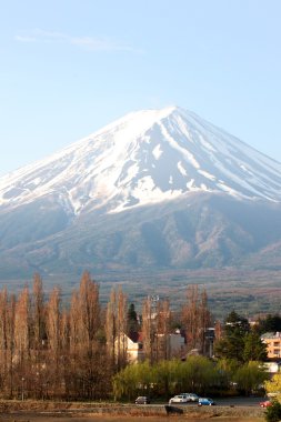 Fuji Dağı ve yeşil çam ağaçları.