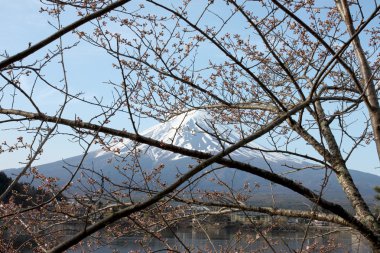 fuji Dağı ve sakura değil çiçeği.