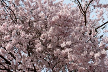 Sakura Çiçeği veya Kiraz Çiçeği.