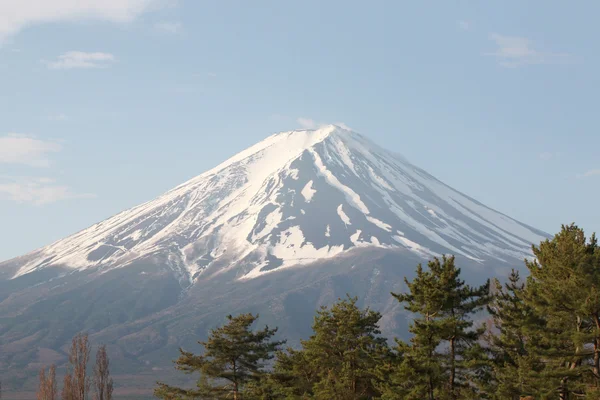 Mount Fuji en groene pijnbomen. — Stockfoto