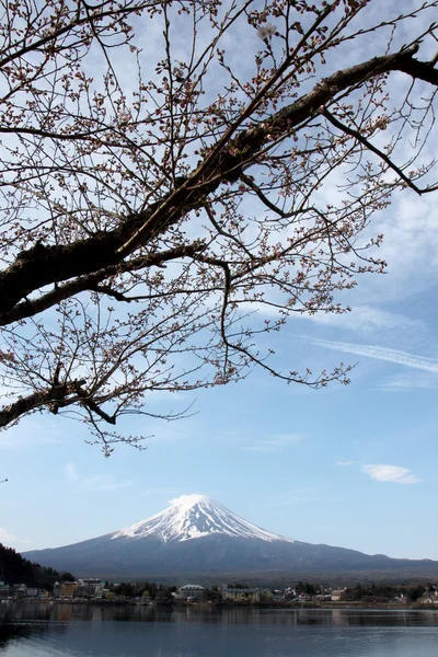 Mount fuji és sakura nem blossom. — Stock Fotó