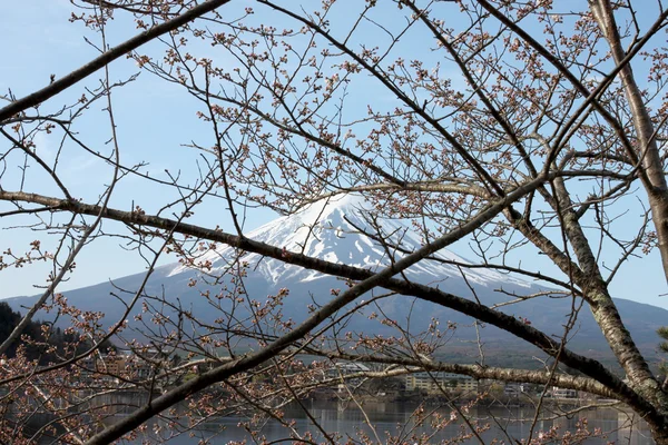 富士山和樱花开花不开花. — 图库照片