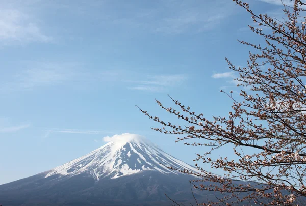 Mont Fuji et sakura ne fleurissent pas . — Photo
