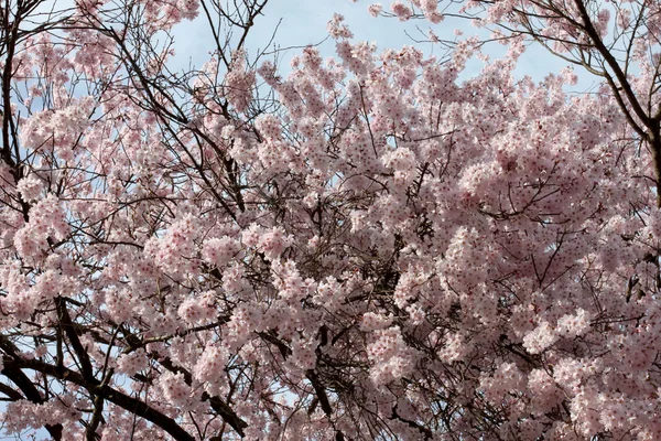 Άνθος Sakura ή άνθη κερασιάς. — Φωτογραφία Αρχείου