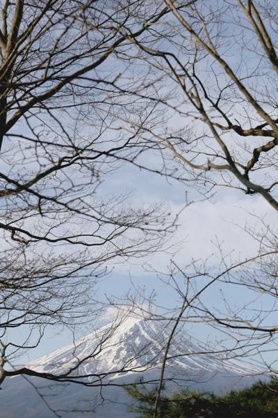 Zweig des Baumes und Ansicht des Berges fuji. — Stockfoto