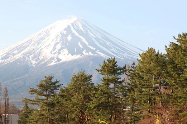 富士山と緑の松の木. — ストック写真