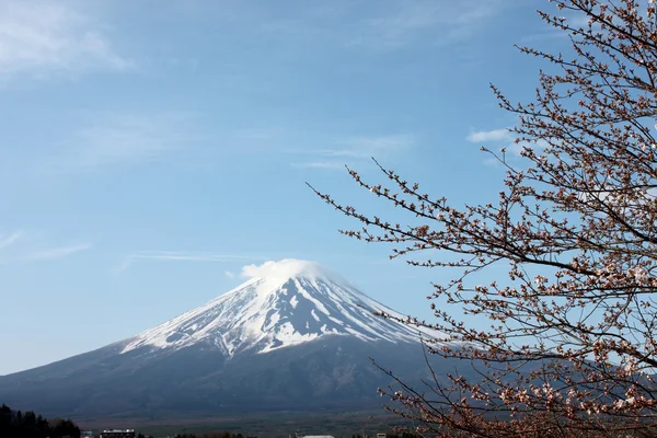Mount Fuji and sakura not blossom. — Stock Photo, Image