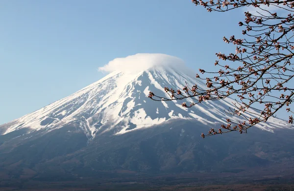 Mount fuji i sakura nie kwitnąć. — Zdjęcie stockowe