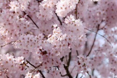 Sakura çiçek ya da kiraz çiçekleri.