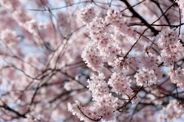 Sakura çiçek ya da kiraz çiçekleri.