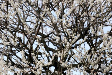 Beyaz sakura ağacı üzerinde.