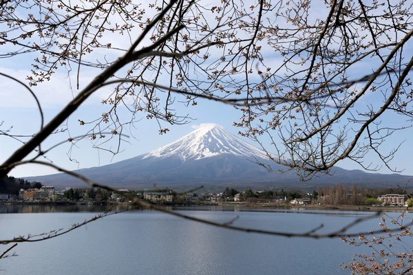 Mount Fuji kawaguchiko jezioro boczne i gałąź drzewa. — Zdjęcie stockowe