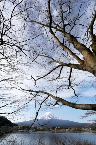 Mount Fuji i kawaguchiko lake side och gren träd. — Stockfoto