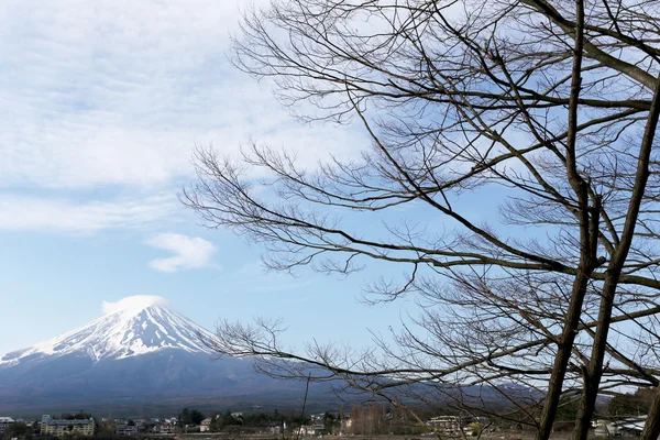 Mount Fuji kawaguchiko jezioro boczne i gałąź drzewa. — Zdjęcie stockowe