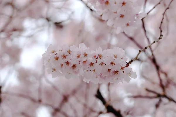 Flor de Sakura o flores de cerezo . —  Fotos de Stock