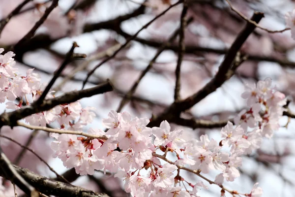 桜の花や桜の花. — ストック写真