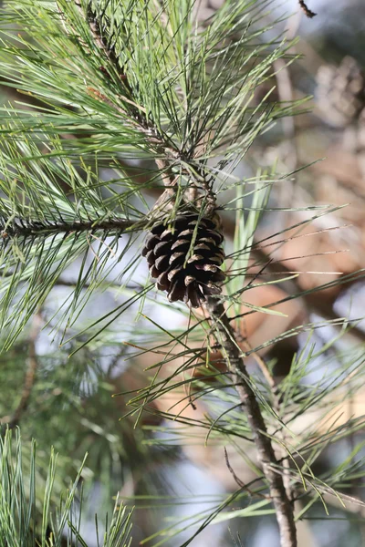 Pine Cone on branches. — Stock Photo, Image