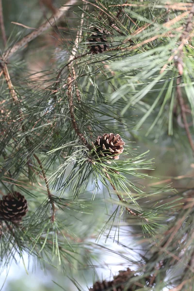 Cône de pin sur les branches . — Photo