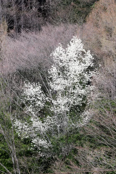 Weiße Blüten. — Stockfoto