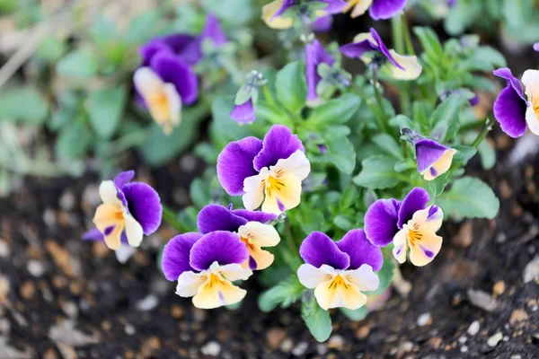 Lila und gelbe Blüten. — Stockfoto