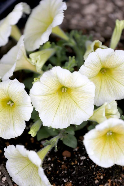 Lichte gele bloemen. — Stockfoto