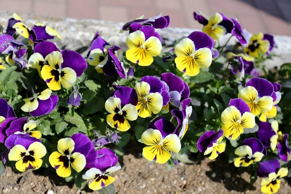 Fioletowe i żółte kwiaty. — Zdjęcie stockowe