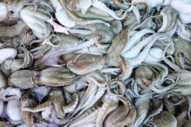 ham dev mürekkep balığı yığını.