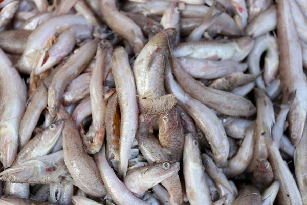 Pile of raw Lizardfish. — Stock Photo, Image