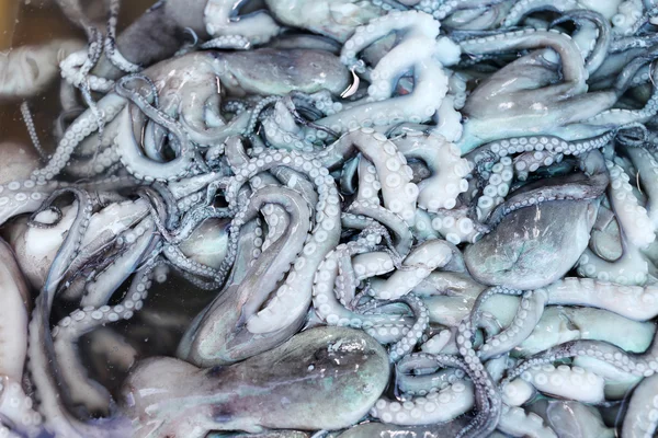 Pile of raw giant squid. — Stock Photo, Image