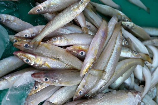 Haufen silberner Silago-Fische oder Silago maculata. — Stockfoto