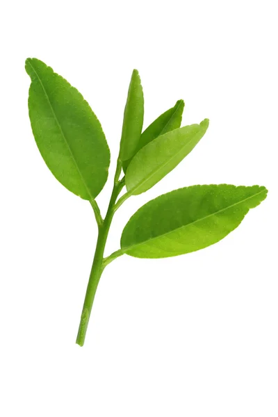 Feuilles vertes fraîches de jeune plante isolées sur blanc . — Photo