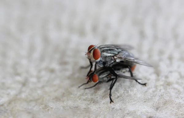 La mosca . — Foto de Stock