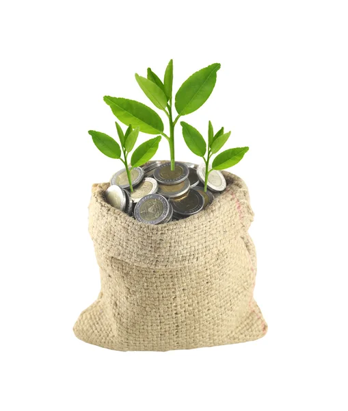 Coin in the bag and green treetop. — Stock Photo, Image