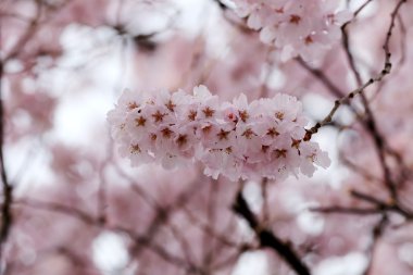 Sakura çiçek ya da kiraz çiçekleri.