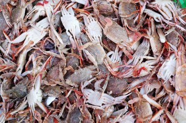 Birçok gökkuşağı Yüzme Yengeç (Charybdis paucidentata).