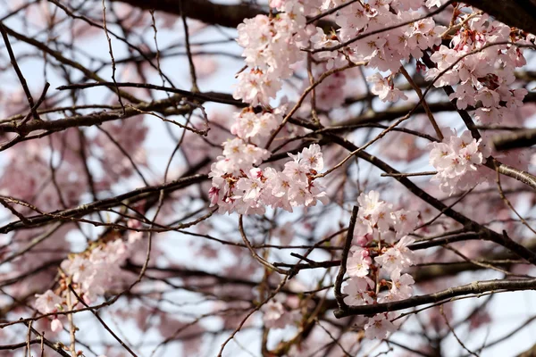 Sakura kwiat lub wiśniowe kwiaty. — Zdjęcie stockowe