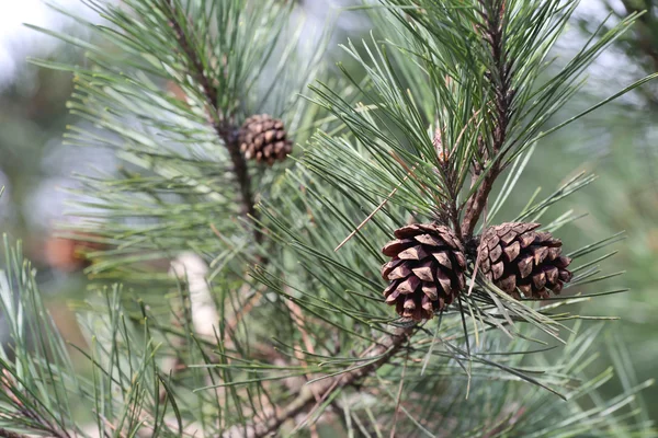 Cône de pin sur les branches . — Photo