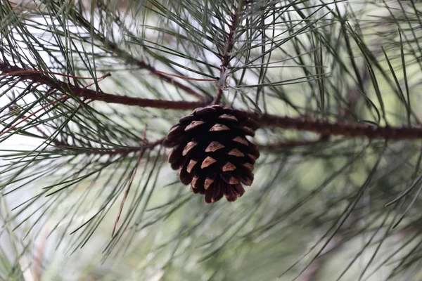 Pine Cone on branches. — Stock Photo, Image