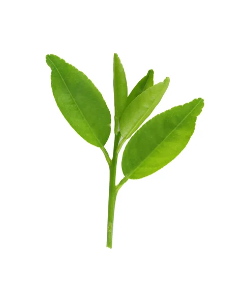 Verse groene bladeren van jonge plant geïsoleerd op wit. — Stockfoto