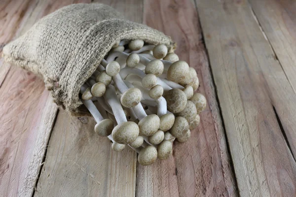 Brun shimeji svampar i säck. — Stockfoto